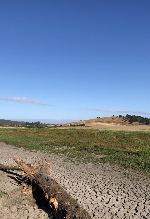 tree trunk, branches lies across path in dirt