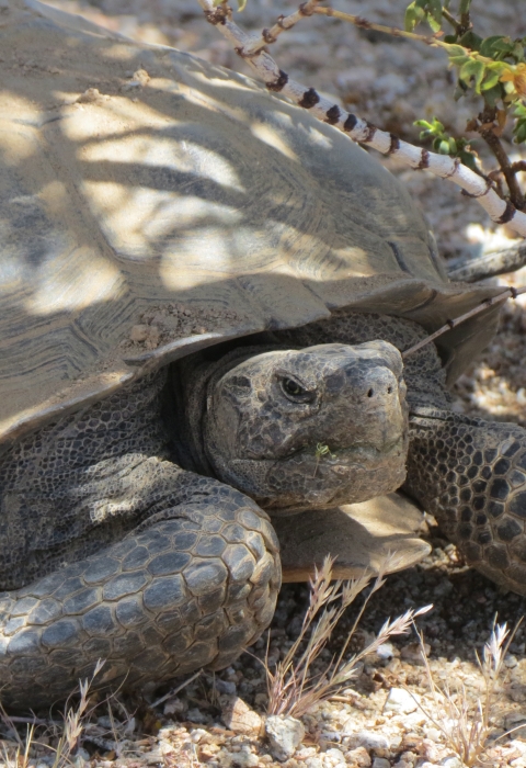 desert tortoise sitting in a shaded area next to purple flowers