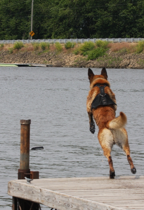Belgian malinois leaps off dock