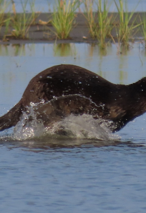 brown otter running through water