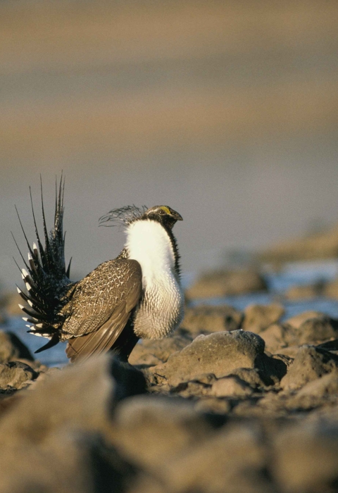 male, greater, sage, grouse, mating, display, rocky, ground
