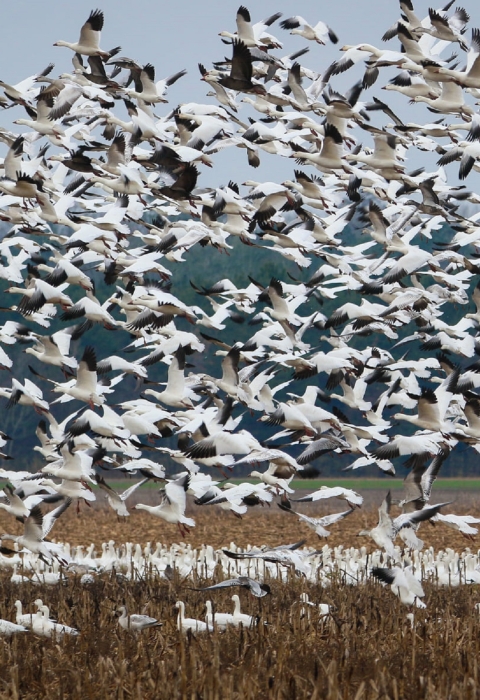 Dozens of white and black snow geese in flight fill the sky above a cornfield