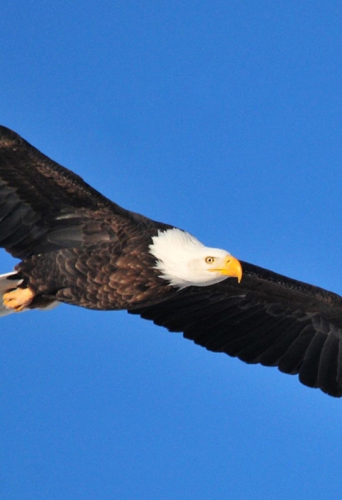 An adult bald eagle soaring through the sky