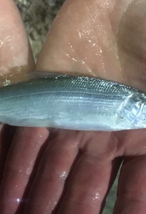 Cisco at Jordan River National Fish Hatchery