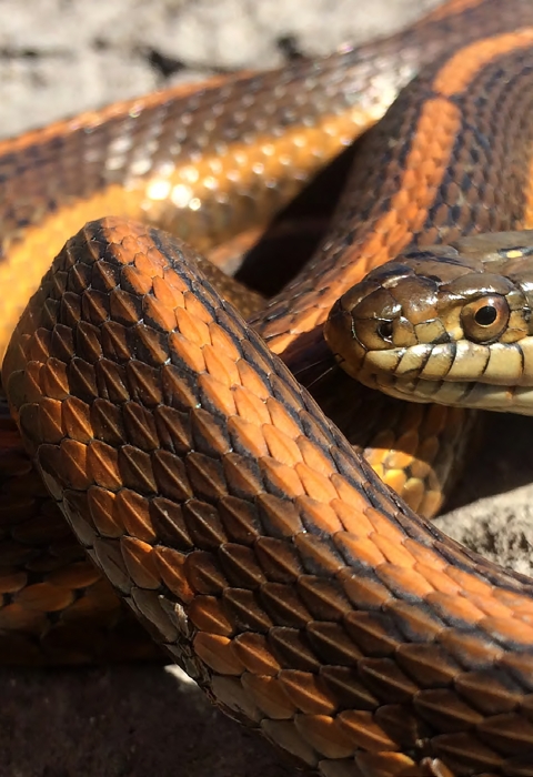 A giant garter snake with a bright orange dorsal stripe curled up on rocks