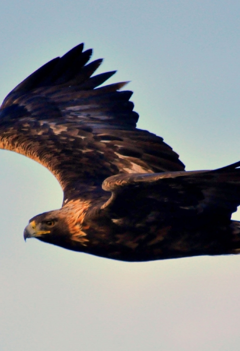 A brown eagle with a very sharp curved beak flying through the air.