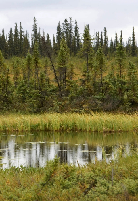 Hunter walking through wetlands at Selawik National Wildlife Refuge.