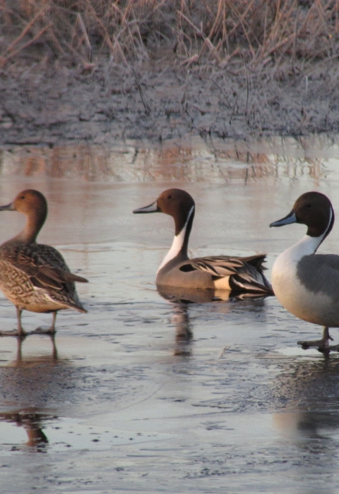 Three ducks stand on an icy mudflat, an all-brown female and two elegant males with brown heads, gray bodies, and white chests