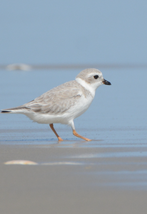 A light gray bird with orange legs stands in the calm surf