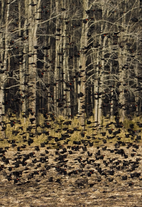 Hundreds of black birds with red wing patches fly along the edge of a field