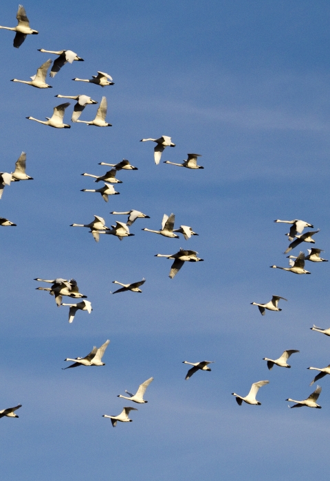 A group of about sixty tundra swans fly across a blue sky with wisps of clouds
