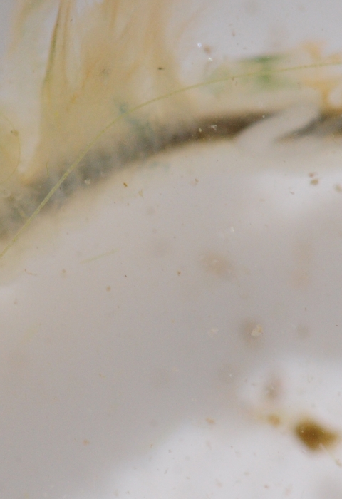 Close up of a vernal pool fairy shrimp in a survey container