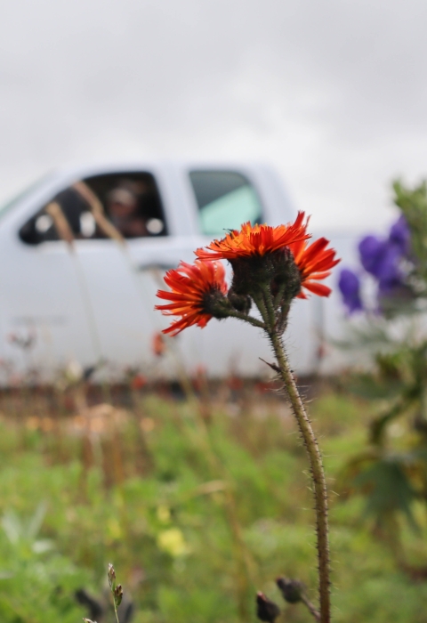 bright orange flower grows next to purple bell-shaped flowers in a field by a roadside