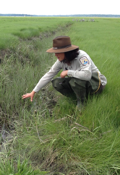 a woman in a US Fish and Wildlife Service uniform and hat holds her hand over a saltmarsh ditch