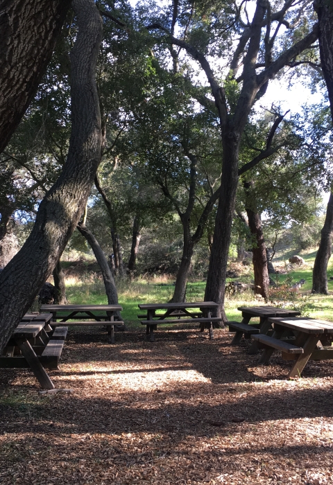 Six picnic tables arranges in a semicircle underneath the canopy of surrounding trees. 