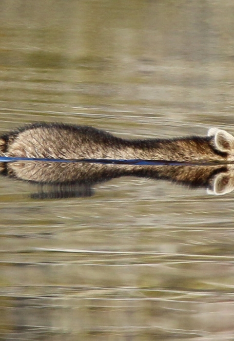 Brown, black & white raccoon swimming in a canal
