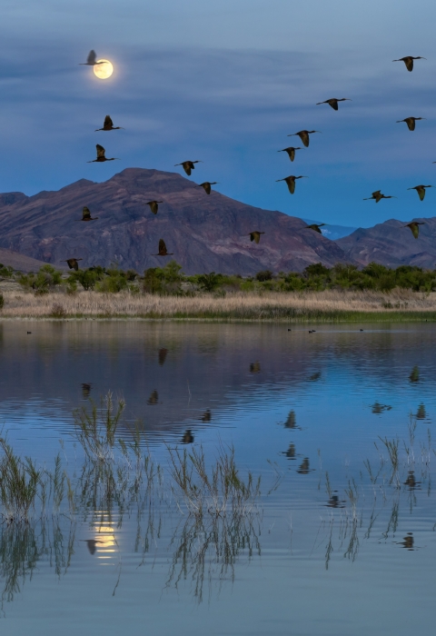 Birds fly over desert wetland with mountains in background.