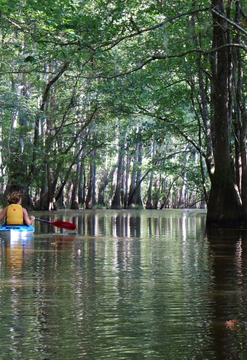 Kayaking on Cowford Lake at Waccamaw National Wildlife Refuge