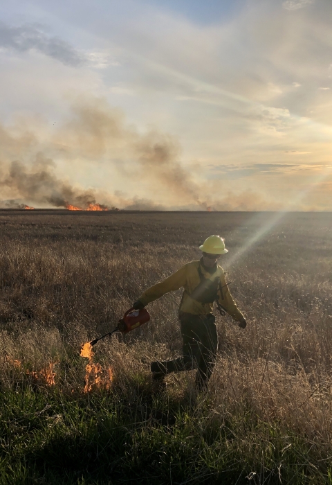 Wildland firefighter applies fire to prairie with a distant burn behind them with sun shining