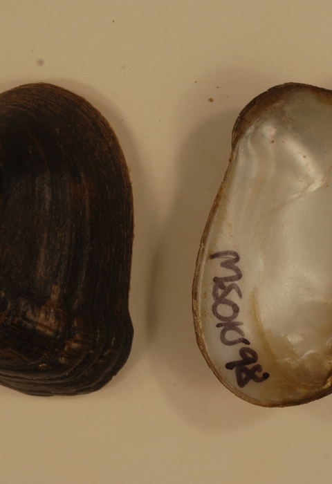 An open southern combshell with both parts separated and tag by a written ID.