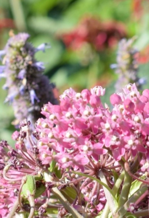 An orange and black butterfly perches on a flowering plant