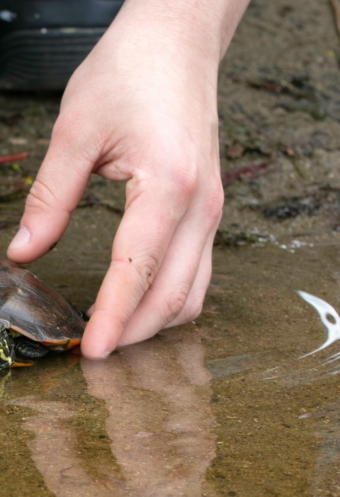 Hands place a turtle into a pond