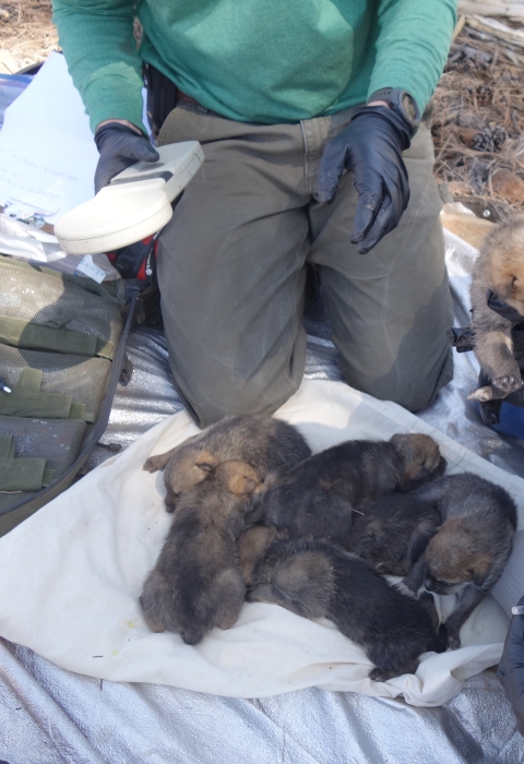 Six Mexican wolf pups are mixed together on a towel before going into a wild den