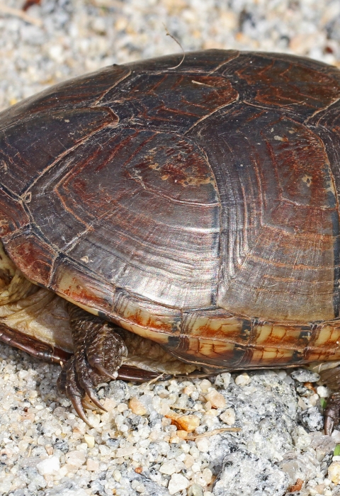 Eastern mud turtle with head partially retreat in it's shell