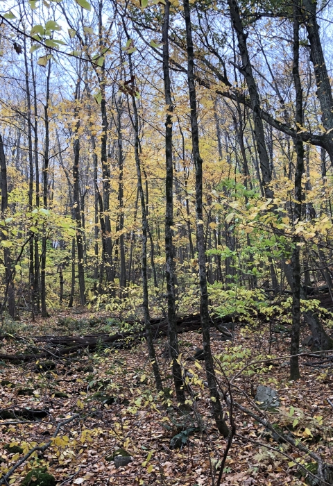 A forest of mixed age hardwoods in fall shows leaves scattered on the ground and some still clinging to the tree branches. 