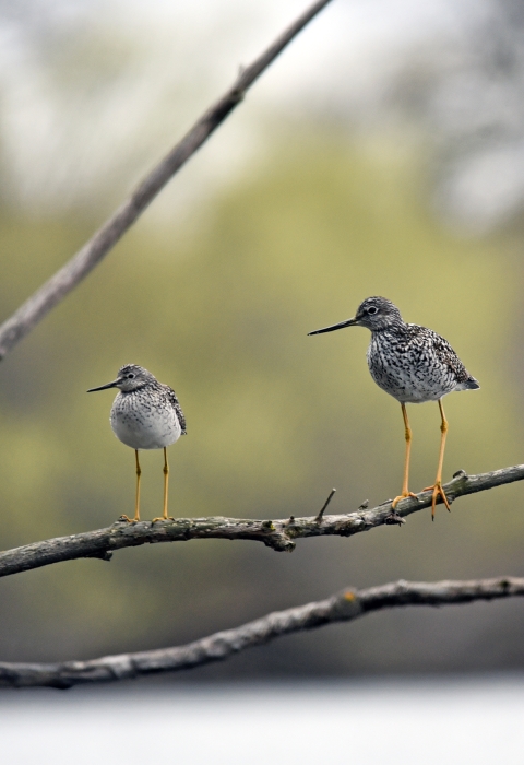 Two birds perched on a branch
