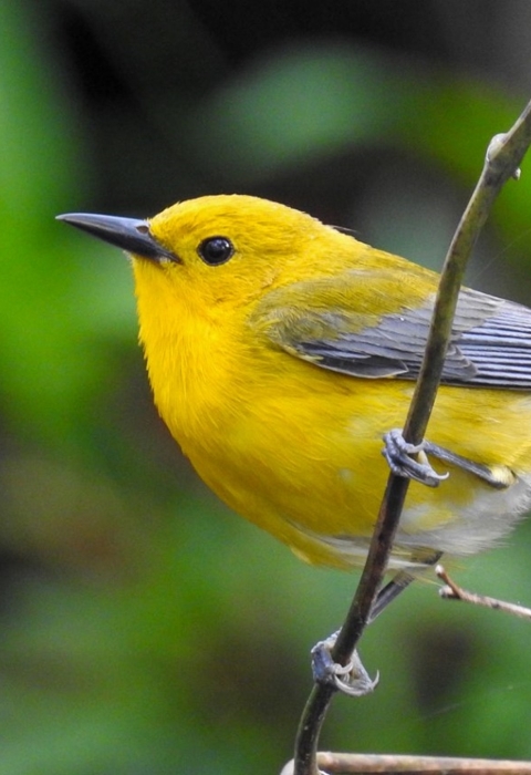 Bright yellow bird clinging to forest vine