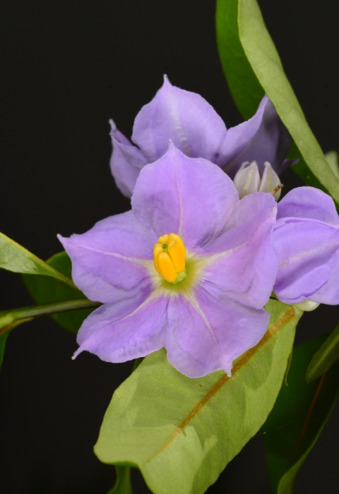 Light purple, five-petal flowers with yellow center on a branch with green leaves.