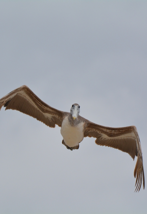 Brown Pelican Flying