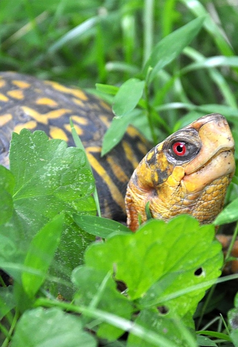 Eastern box turtle