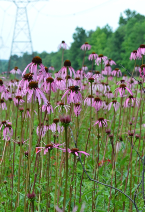 Field of pink-purple flowers growing on open grasslands under a power-line right of way. A powerline tower and tall trees are visible on the background.