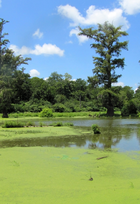 A large body of water partially covered by algae surrounded by a forest
