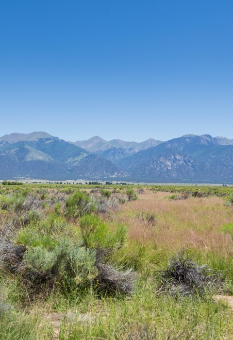 Grassland with mountains in the background.