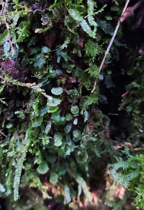 The Florida bristle fern growing in Miami Dade County’s Hattie Bauer Hammock Preserve has tiny flat leaves with scalloped edges. 