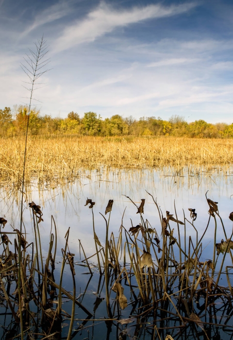 Scenic view of John Heinz National Wildlife Refuge