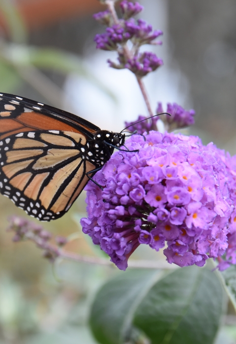 an orange butterfly on a purple flower