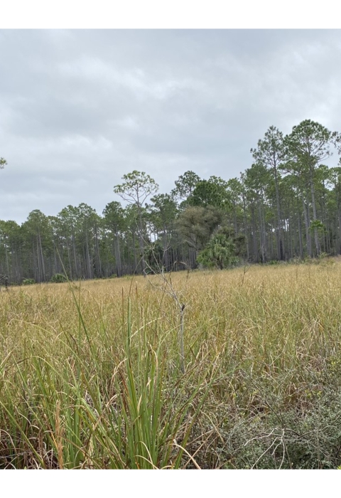 A field surrounded by longleaf pine trees at St. Marks National Wildlife Refuge