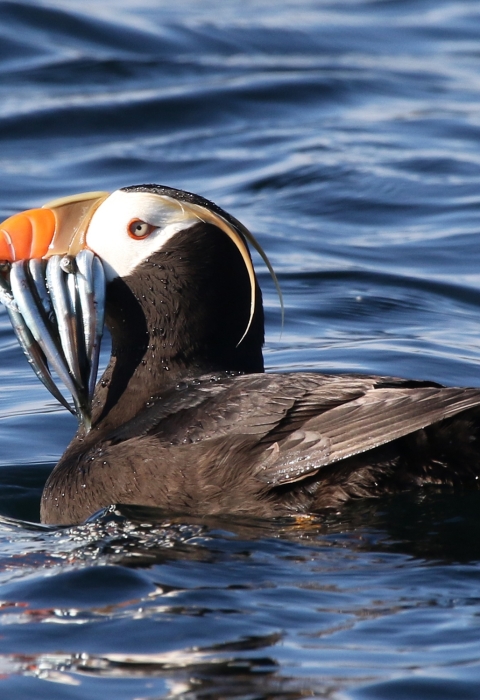 A tufted puffin in summer plumage holding several small silver fish crosswise in its bill.