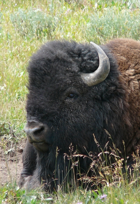Close-up of a bull bison laying in a field at Yellowstone National Park