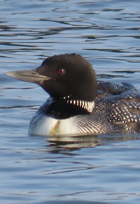 Black, grey & white loon floating on blue water