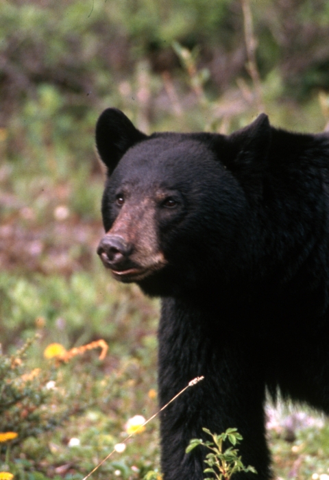 An adult American black bear in a forest