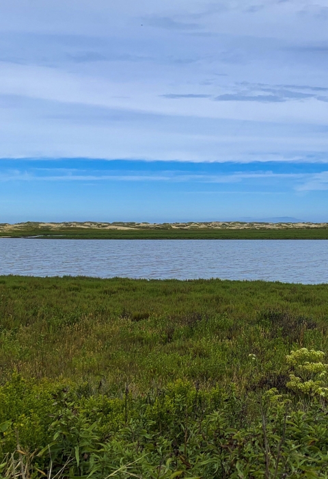 View of wild plants and river with blue skies and clouds over the top