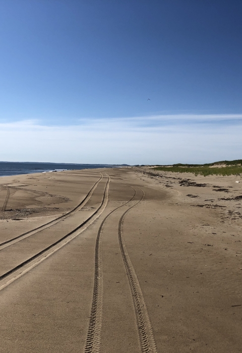 Multiple vehicle tire treads leading into the distance on an empty beach