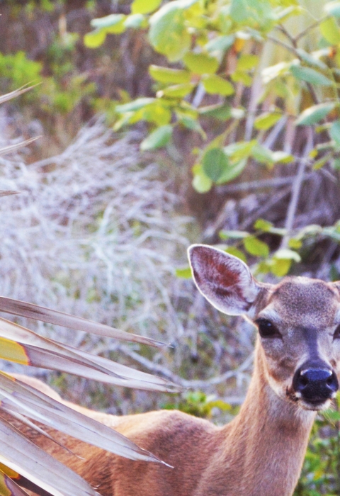 A Key deer looks around vegetation on Big Pine Key Florida.