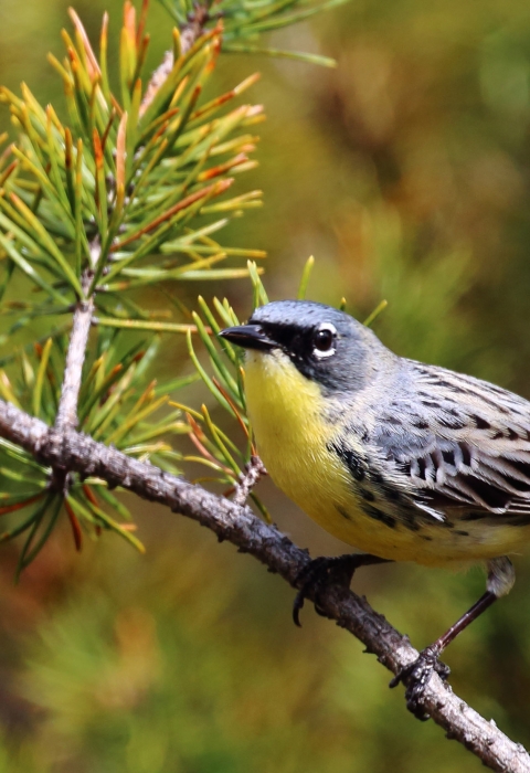 Kirtland's warbler perched in a tree
