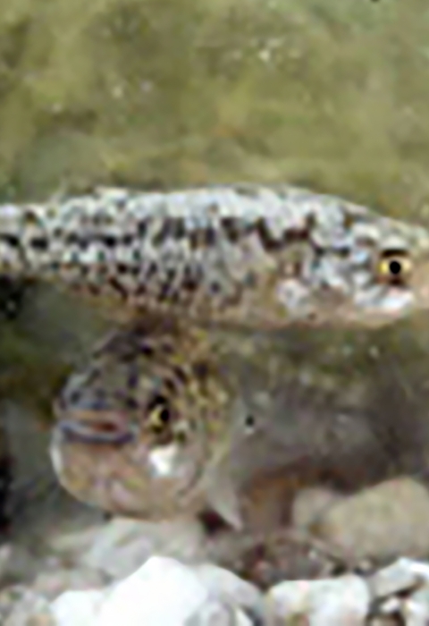 Small fish in the wild